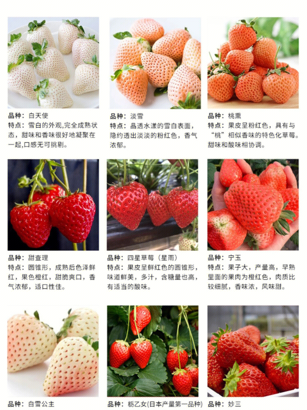 托斯卡纳草莓简介图片