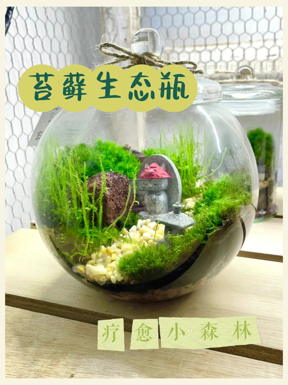 马来西亚苔藓生态瓶微景观