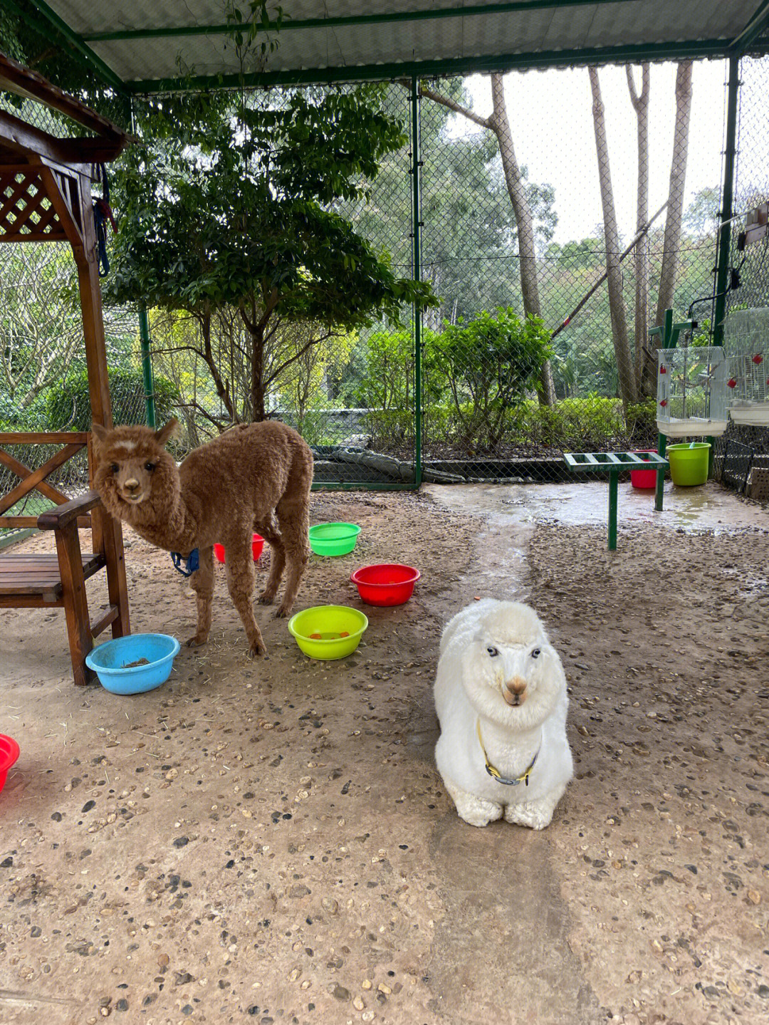 惠来县动物园图片