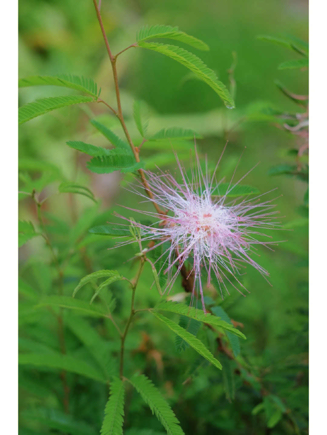 植物笔记 合欢