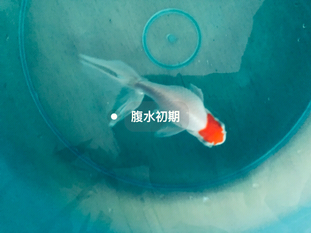 金鱼注射方法图片