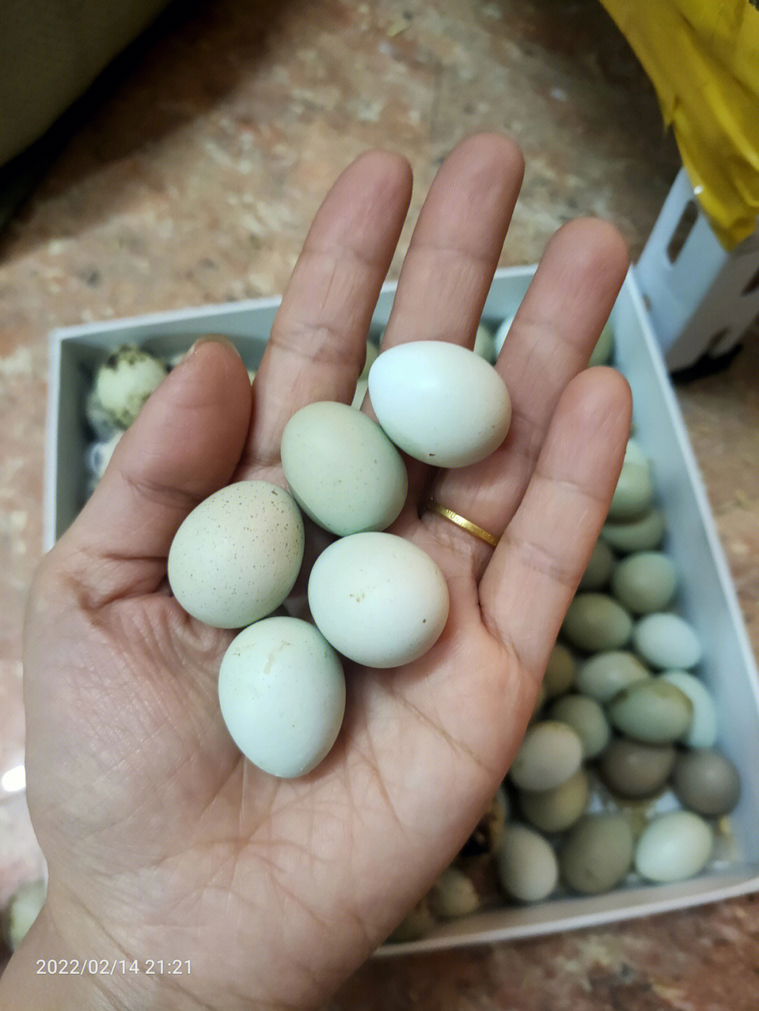 芦丁鸡种蛋4rmb