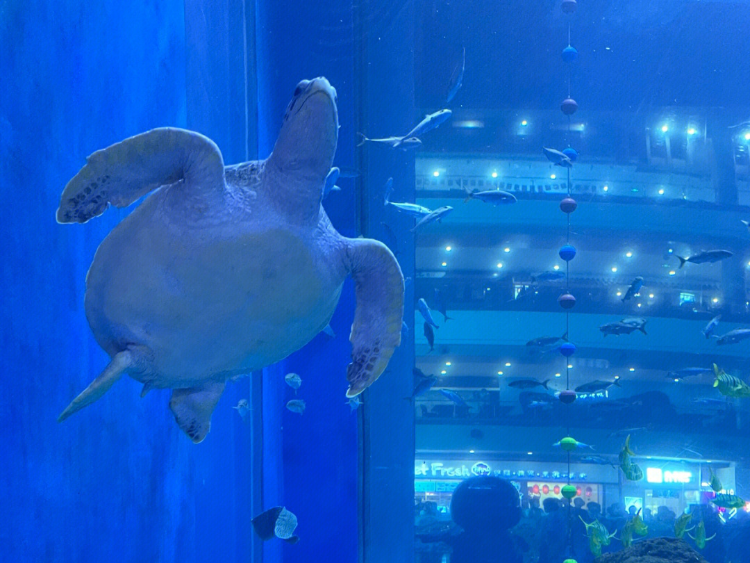 遛娃no766双流海滨城浩海海洋立方馆