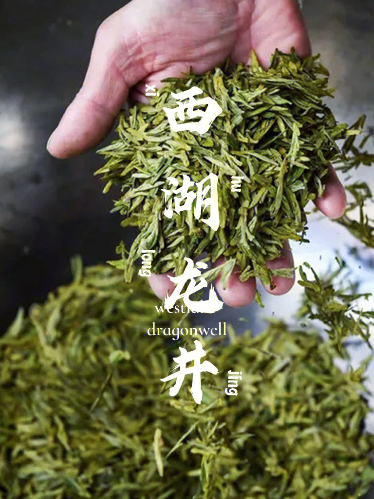 中国最古老的龙井茶树图片