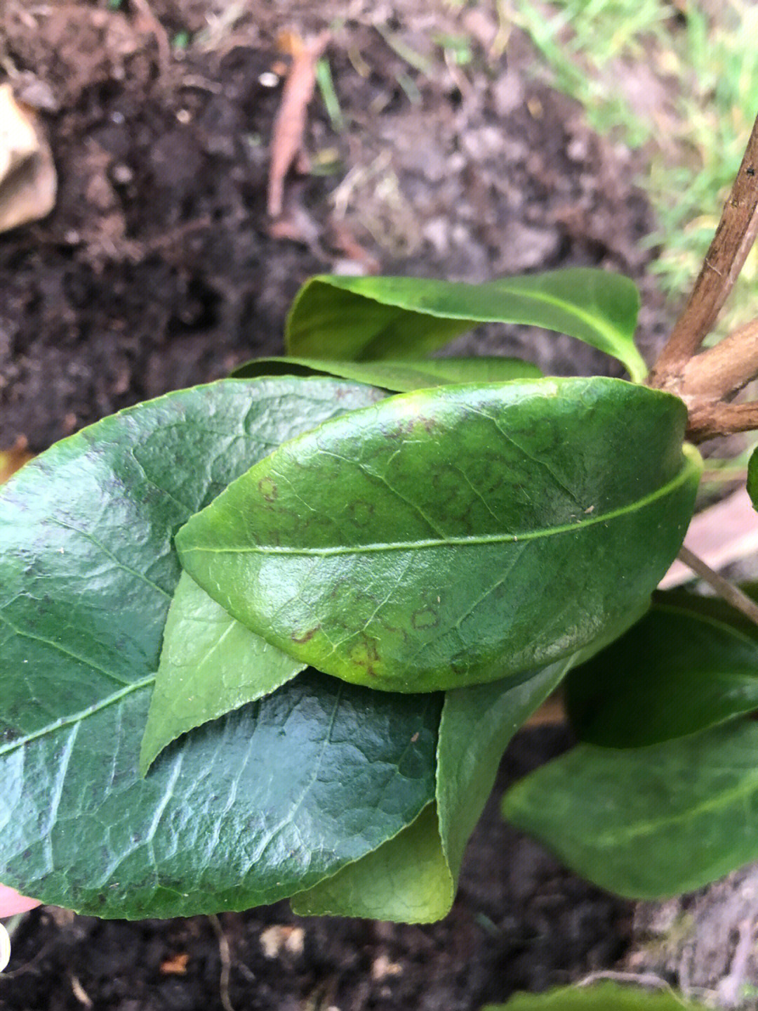 茶花的叶子黑点像虫卵图片