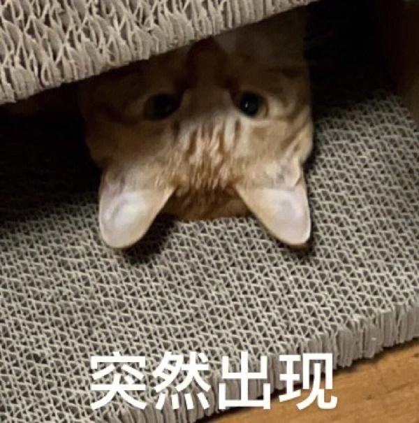 小猫咪突然出现