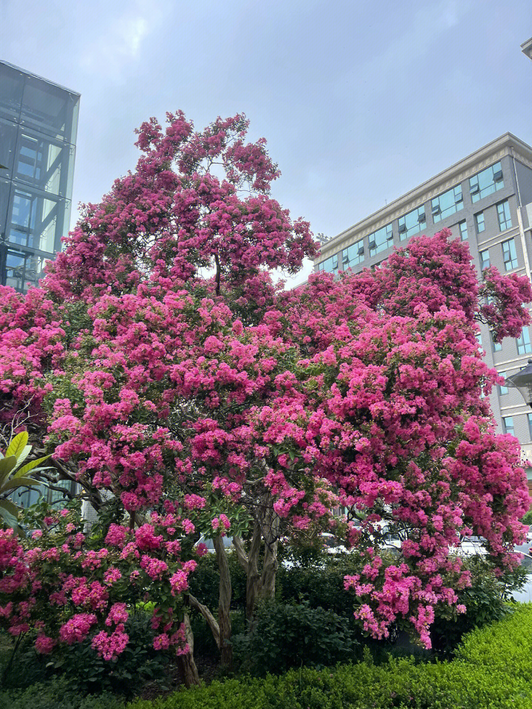 一棵开花的树