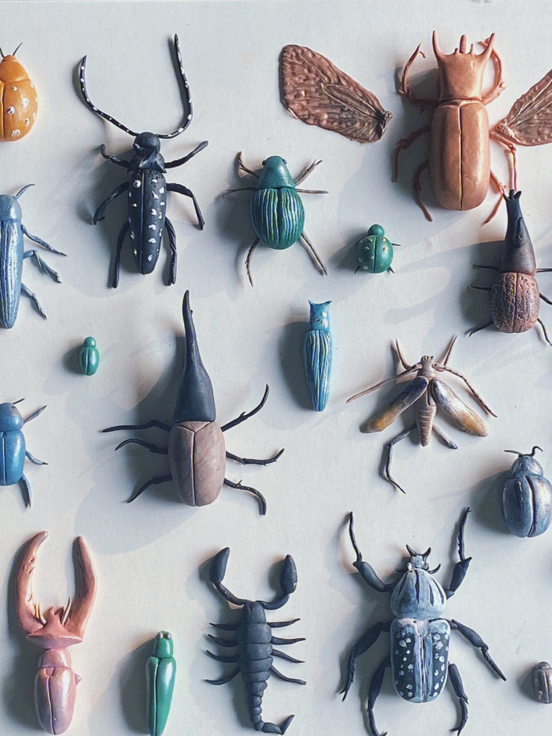 昆虫标本制作方法图片