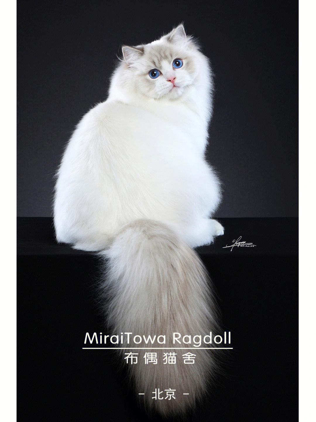 miraitowaragdoll布偶猫舍简介