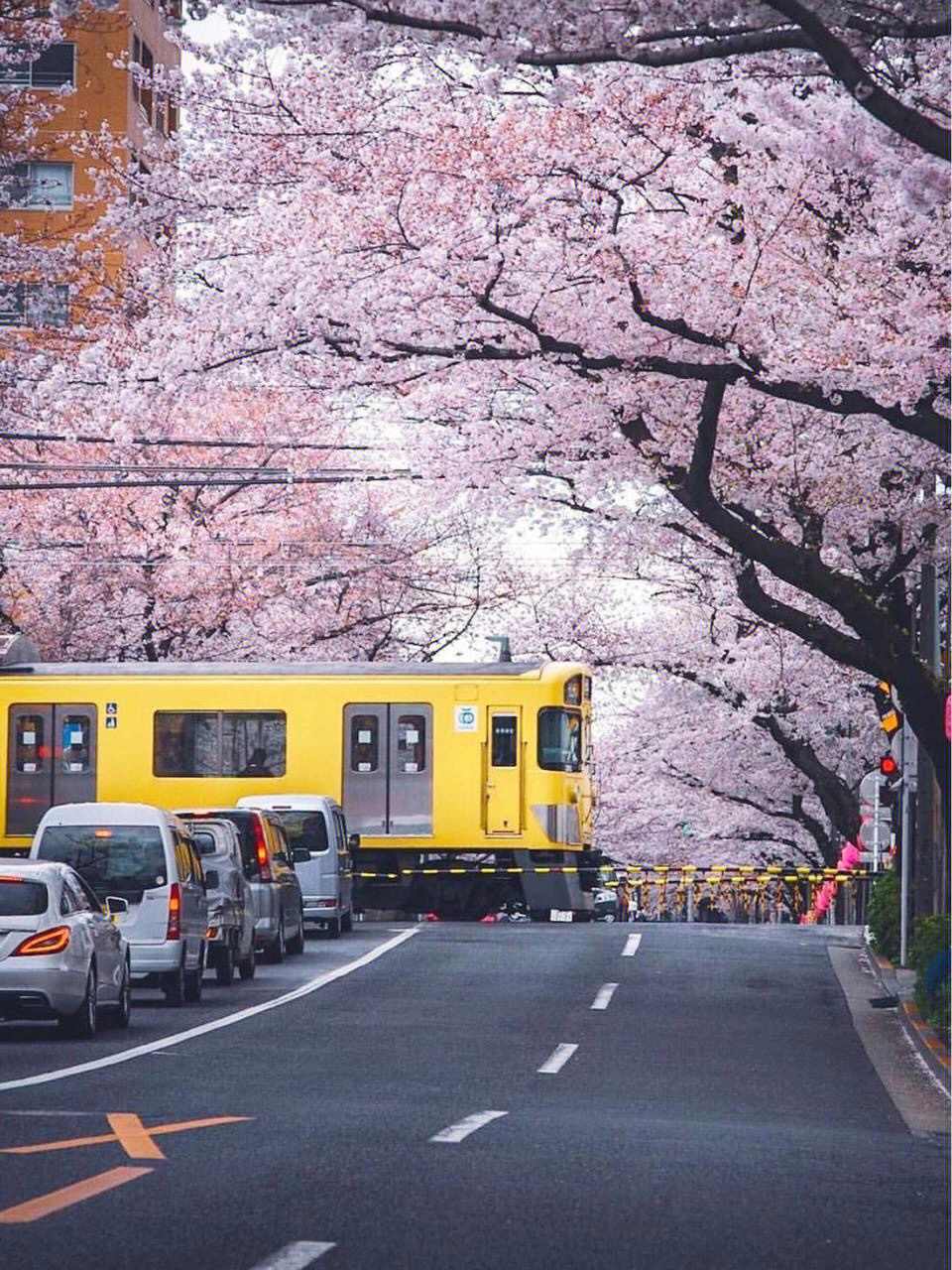 日本樱花季绝对不能错过的粉色隧道之旅