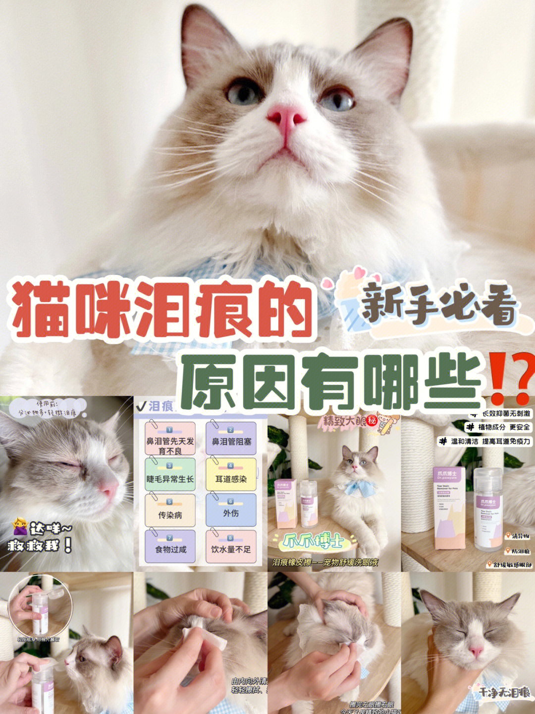 猫咪鼻泪管堵塞按摩图图片