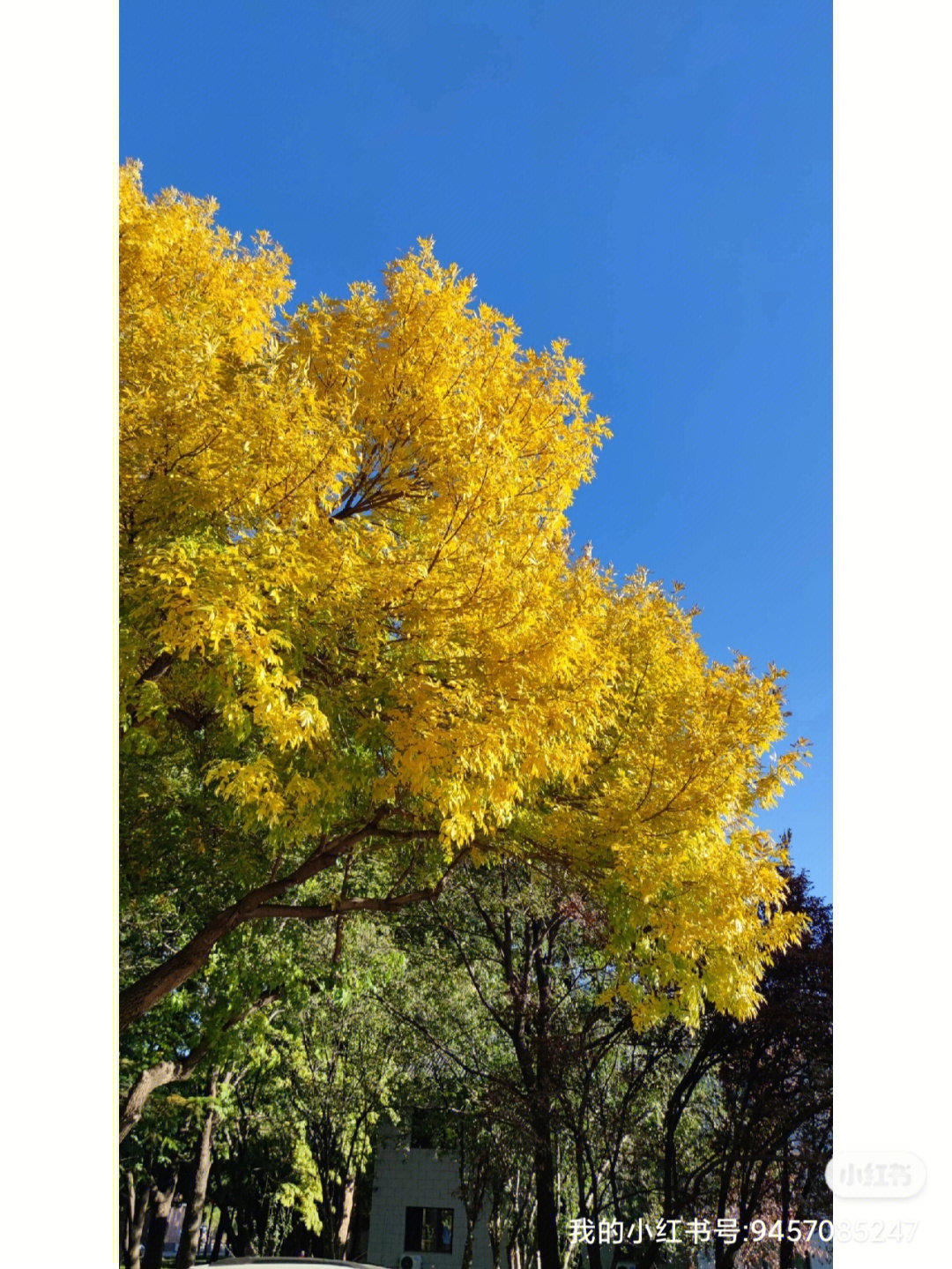 院里的白蜡树把秋天氛围感拉满了