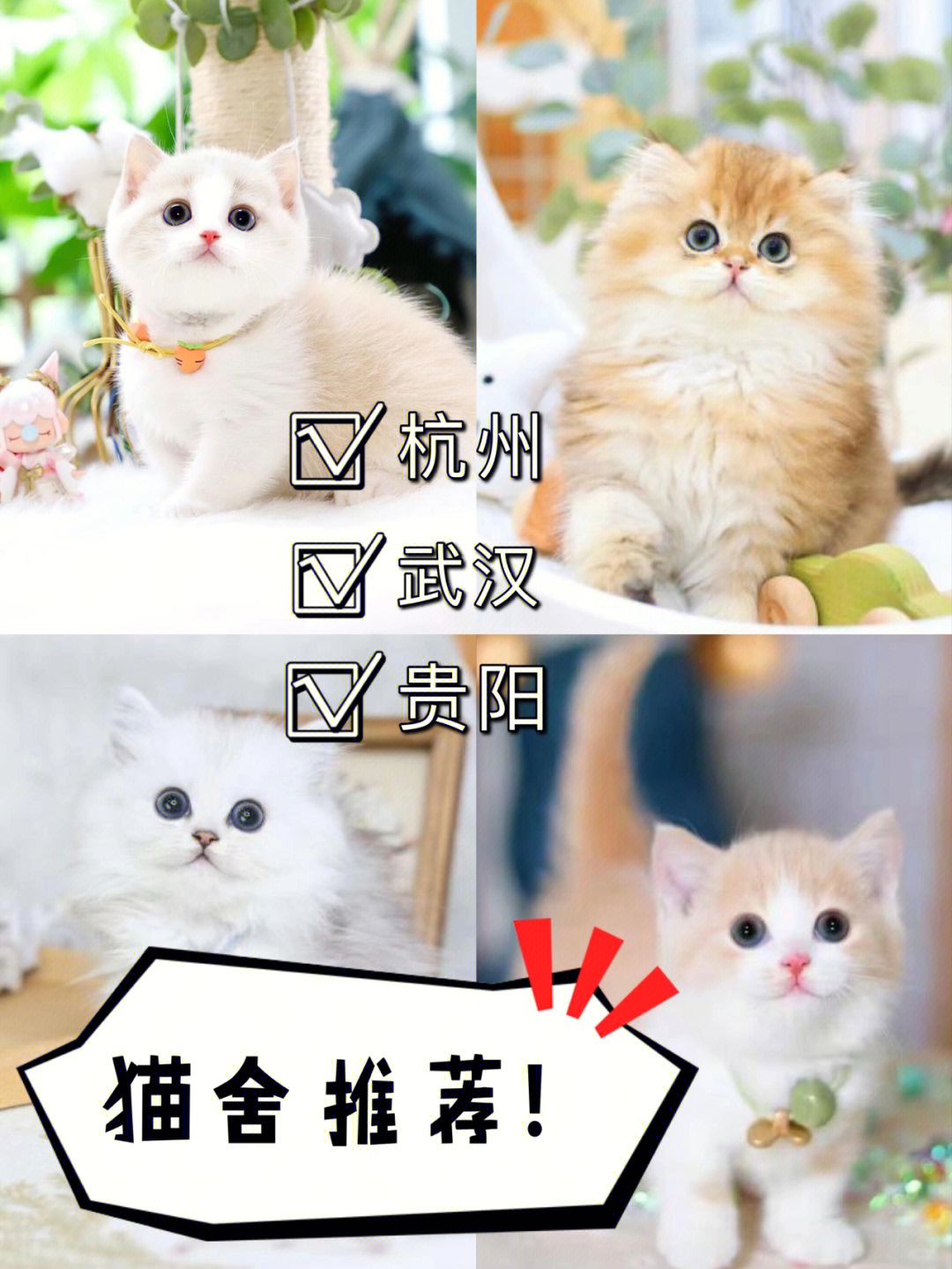 开心猫舍猫咪配对图片