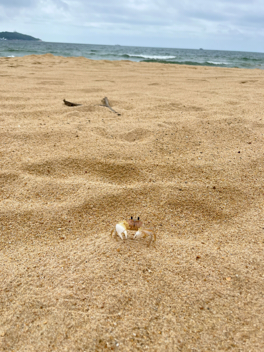 海边的蟹逅