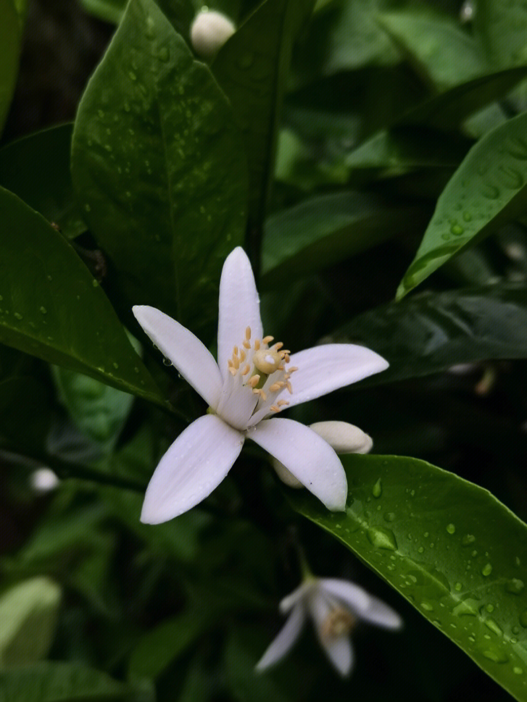 橘花橙花柚子花傻傻分不清楚