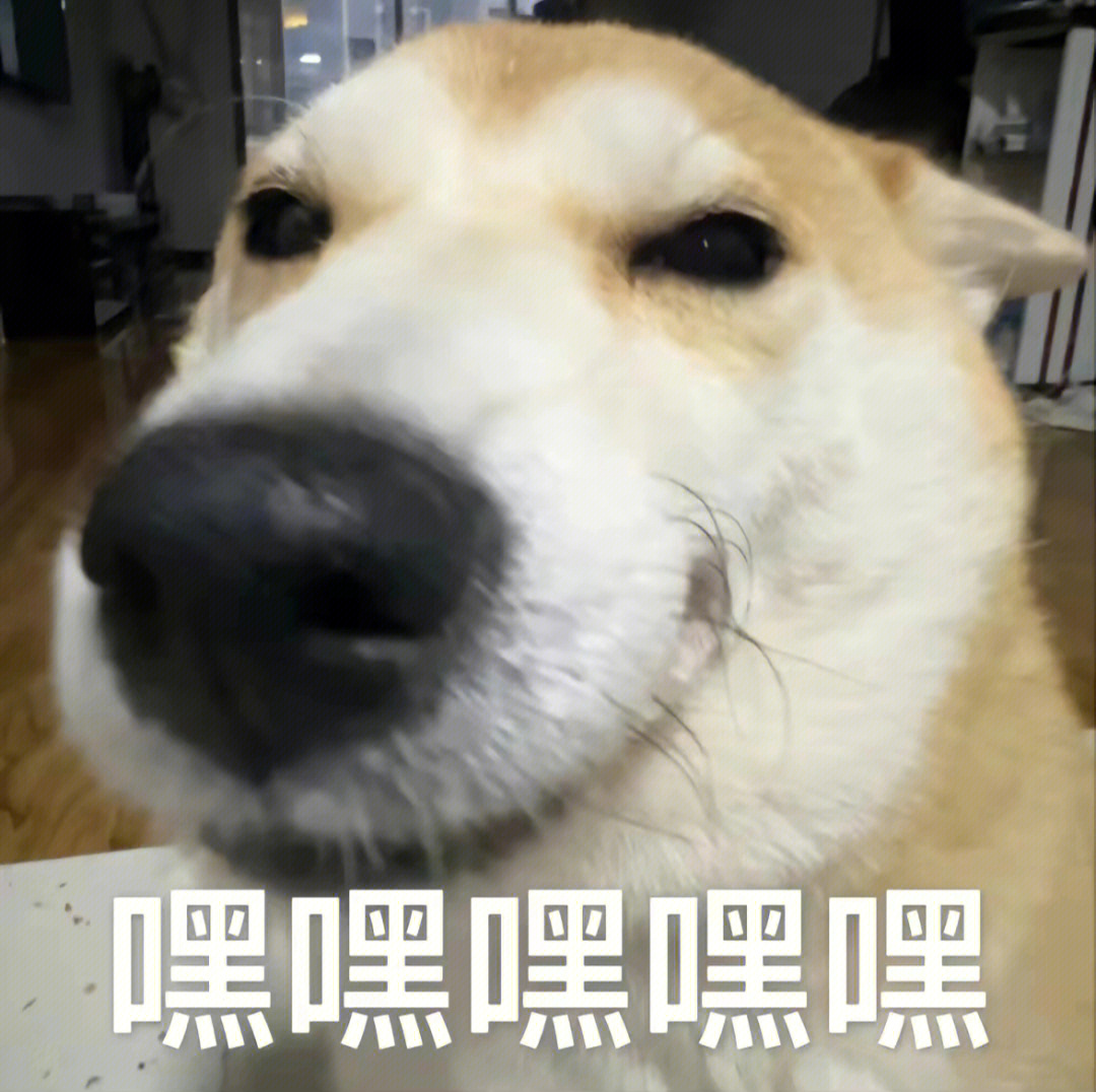 跳舞柴犬表情包图片