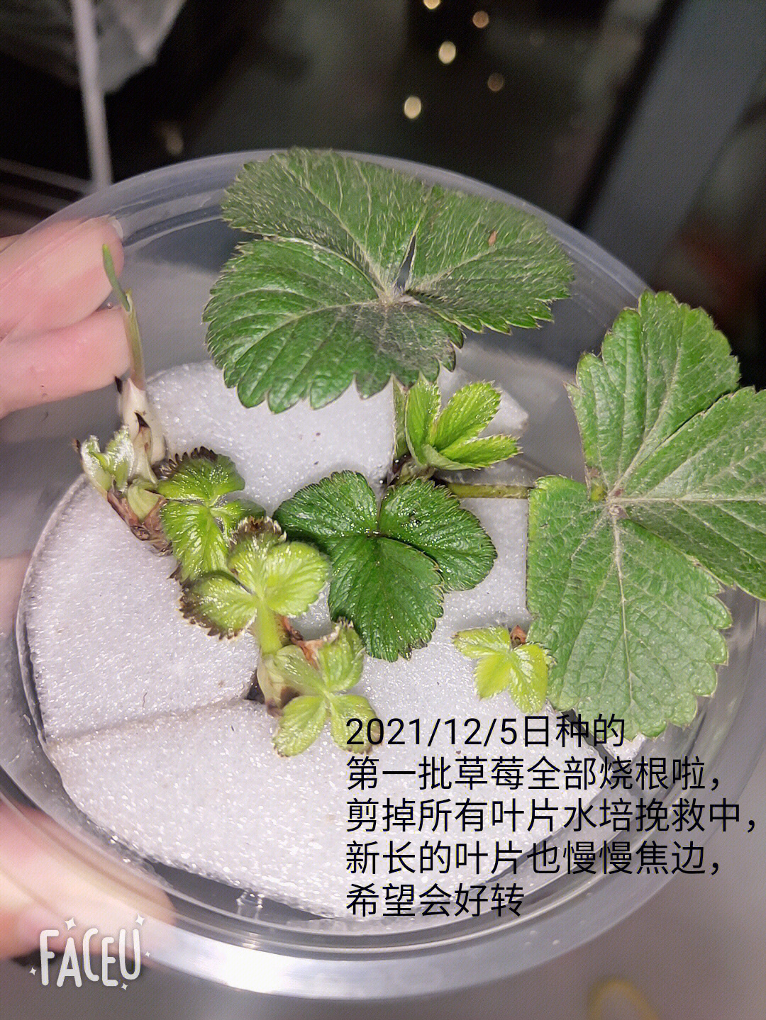 花子君被种草莓图片图片