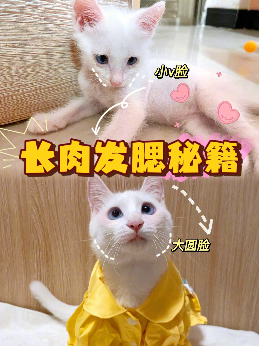 猫咪发腮过程图片