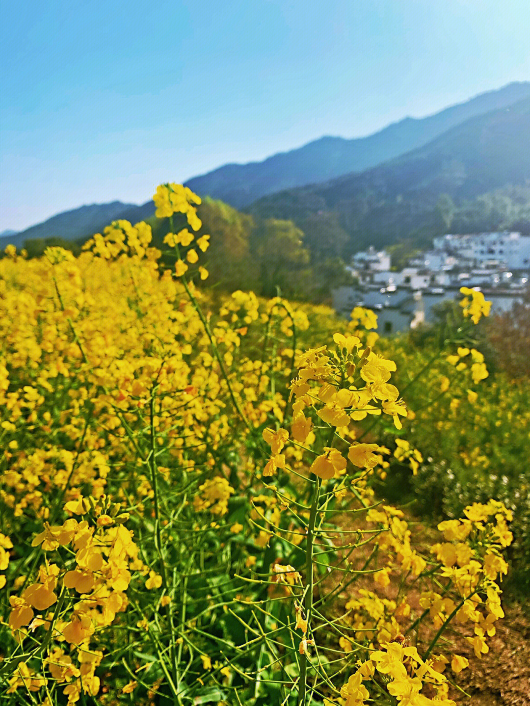 春日油菜花江西婺源江岭景区