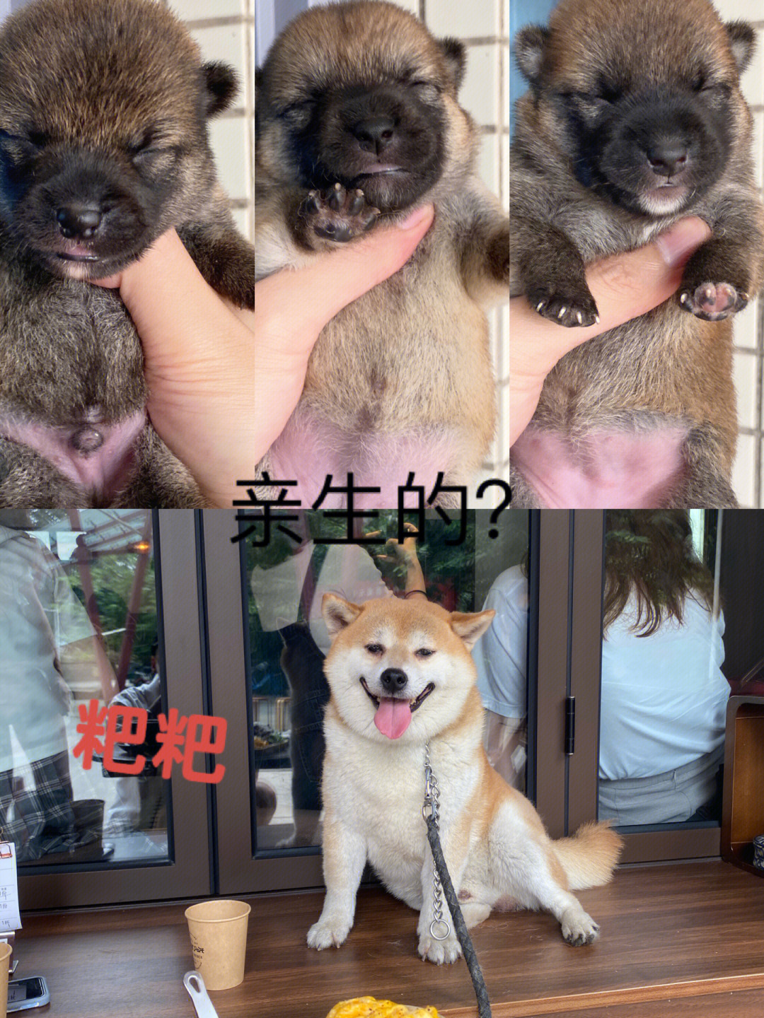 要不是自己家里生的柴犬真怀疑这是土狗