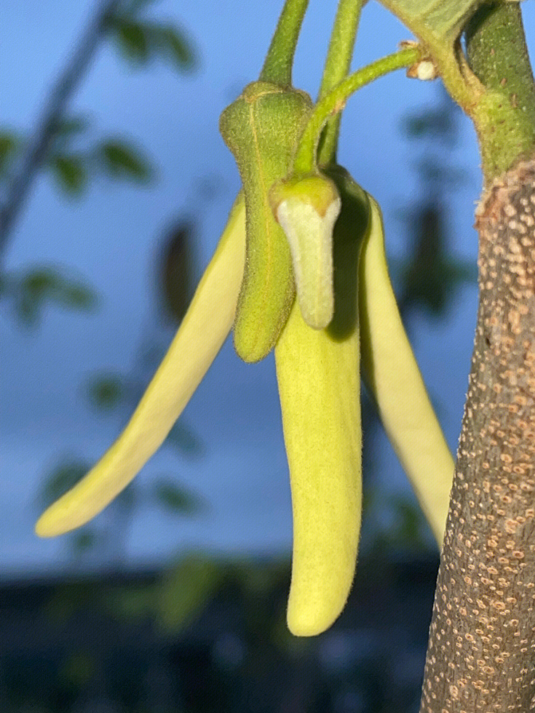 释迦果开花什么样子图片