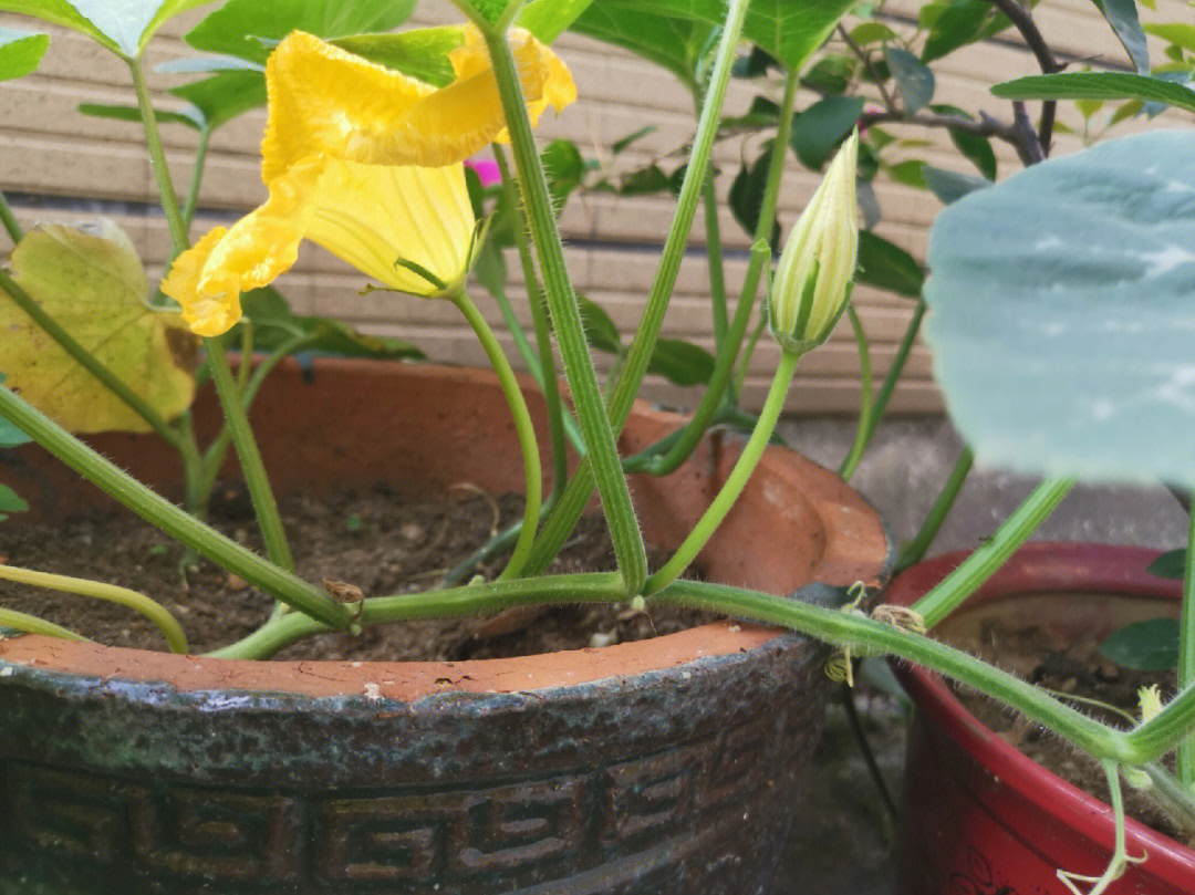 香芋南瓜开花图片