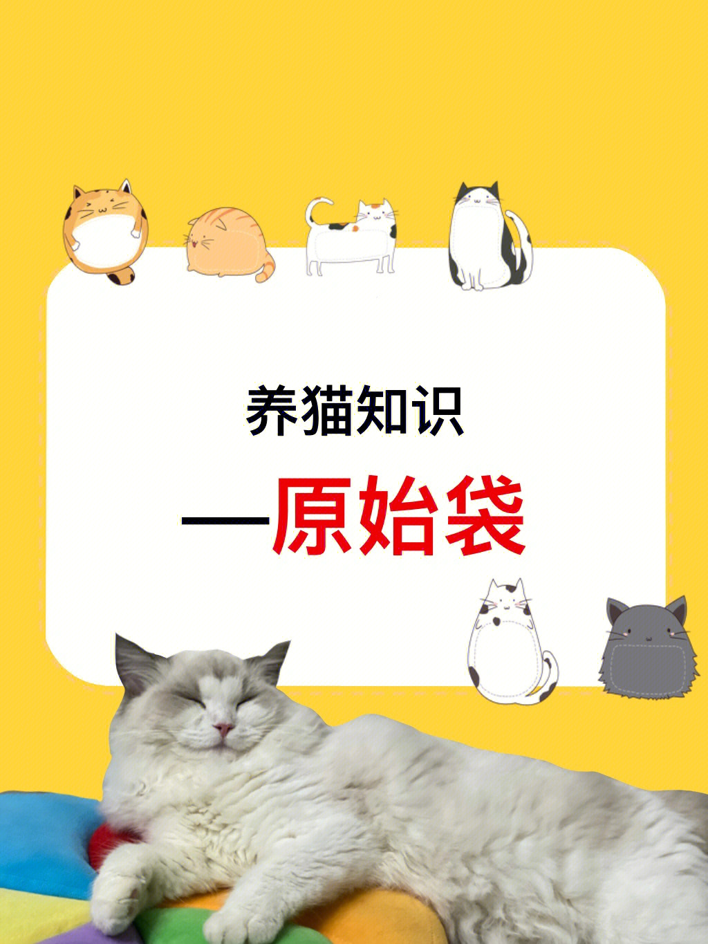 猫咪胖到下垂?no,no,no!那是人家的原始袋!