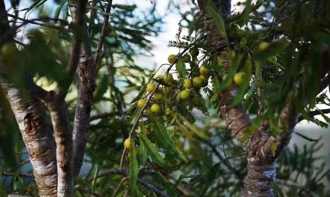 滇橄榄一种食药同源的野生水果