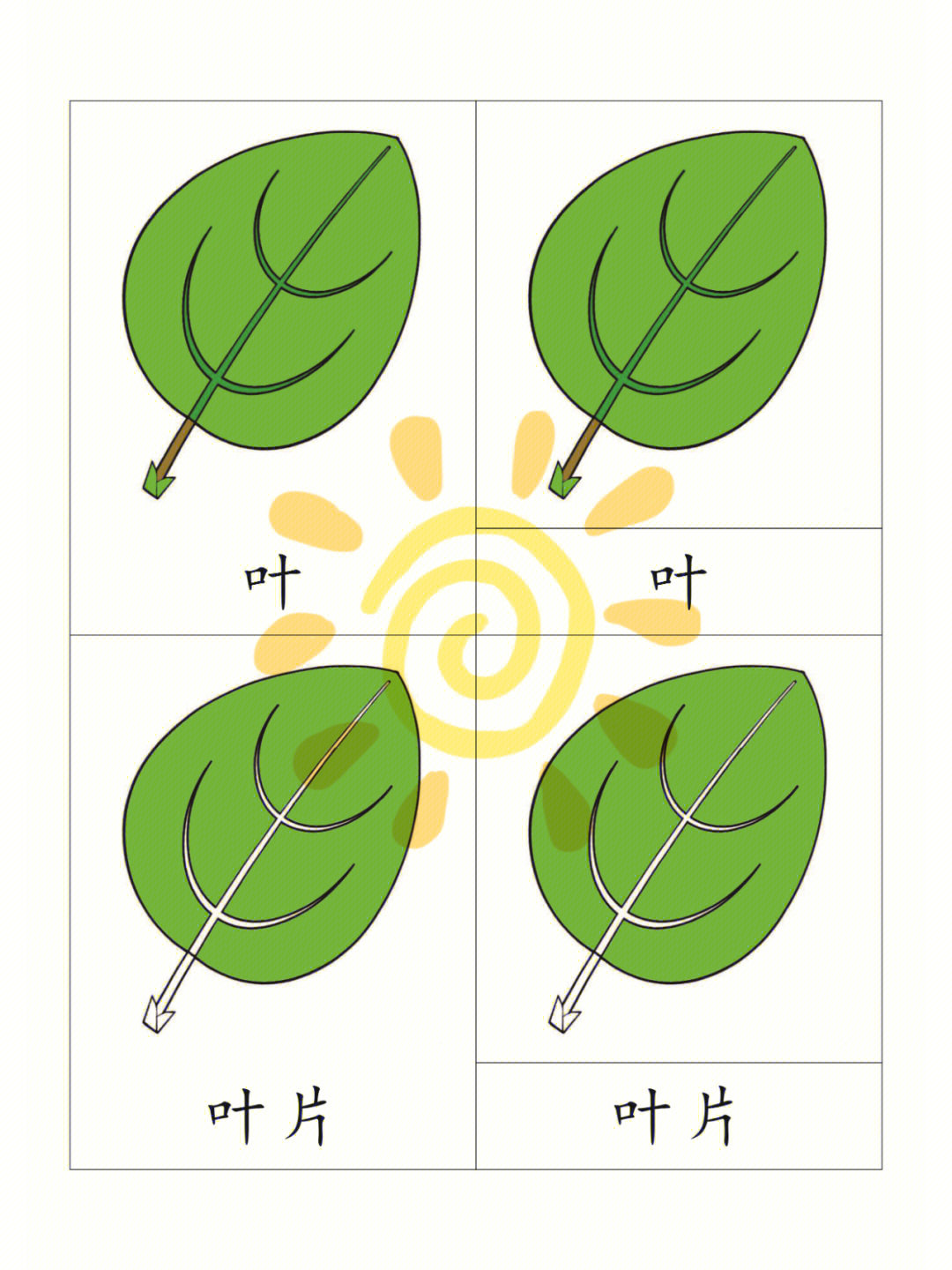 蒙特梭利自制教具叶的组成三段卡