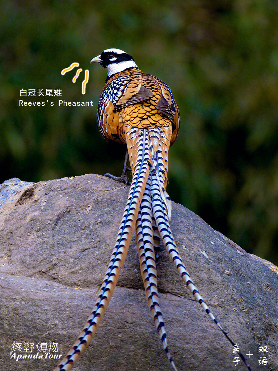 中国尾巴最长的鸟图片
