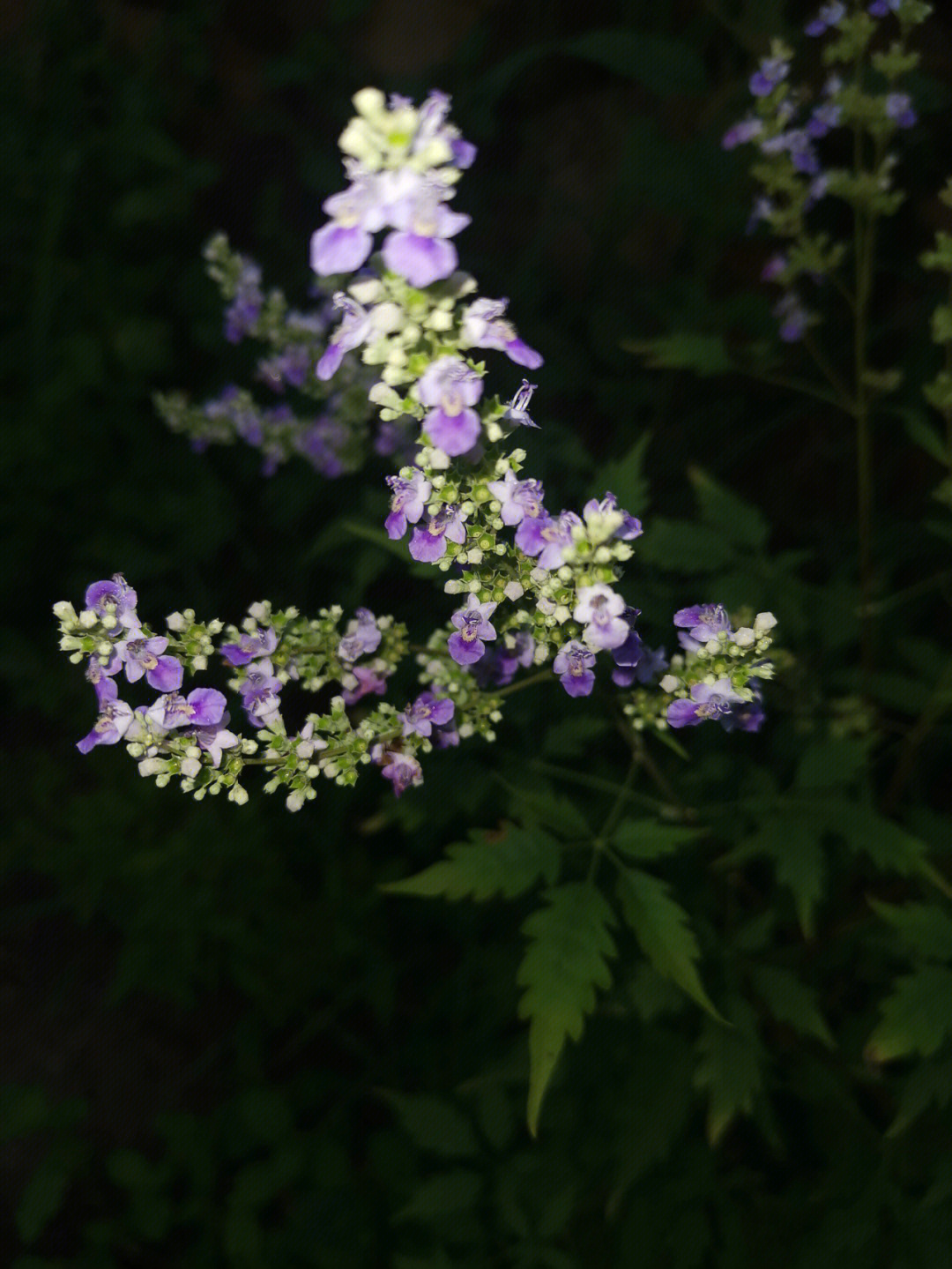 黄荆开花吗图片