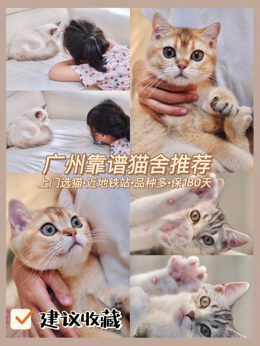 开心猫舍猫咪配对图片