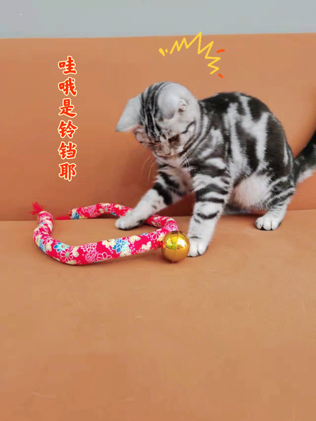 洛克王国铃铛猫图片