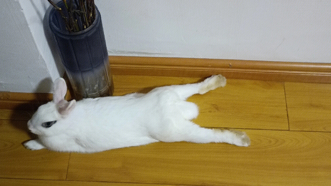 兔子睡觉姿势图解图片