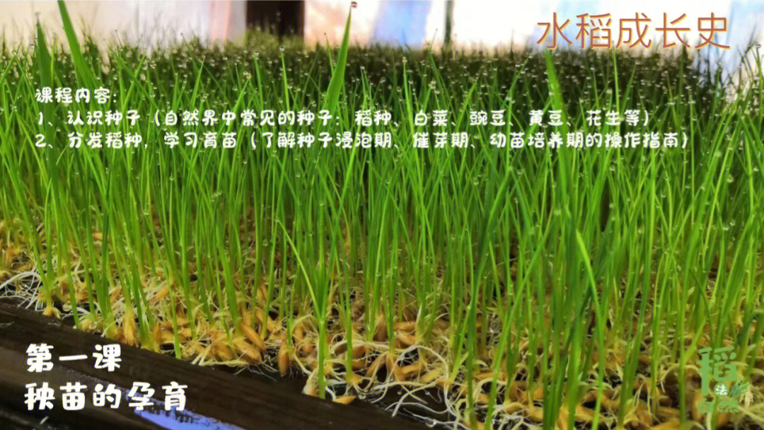 水稻种植的六个过程图图片
