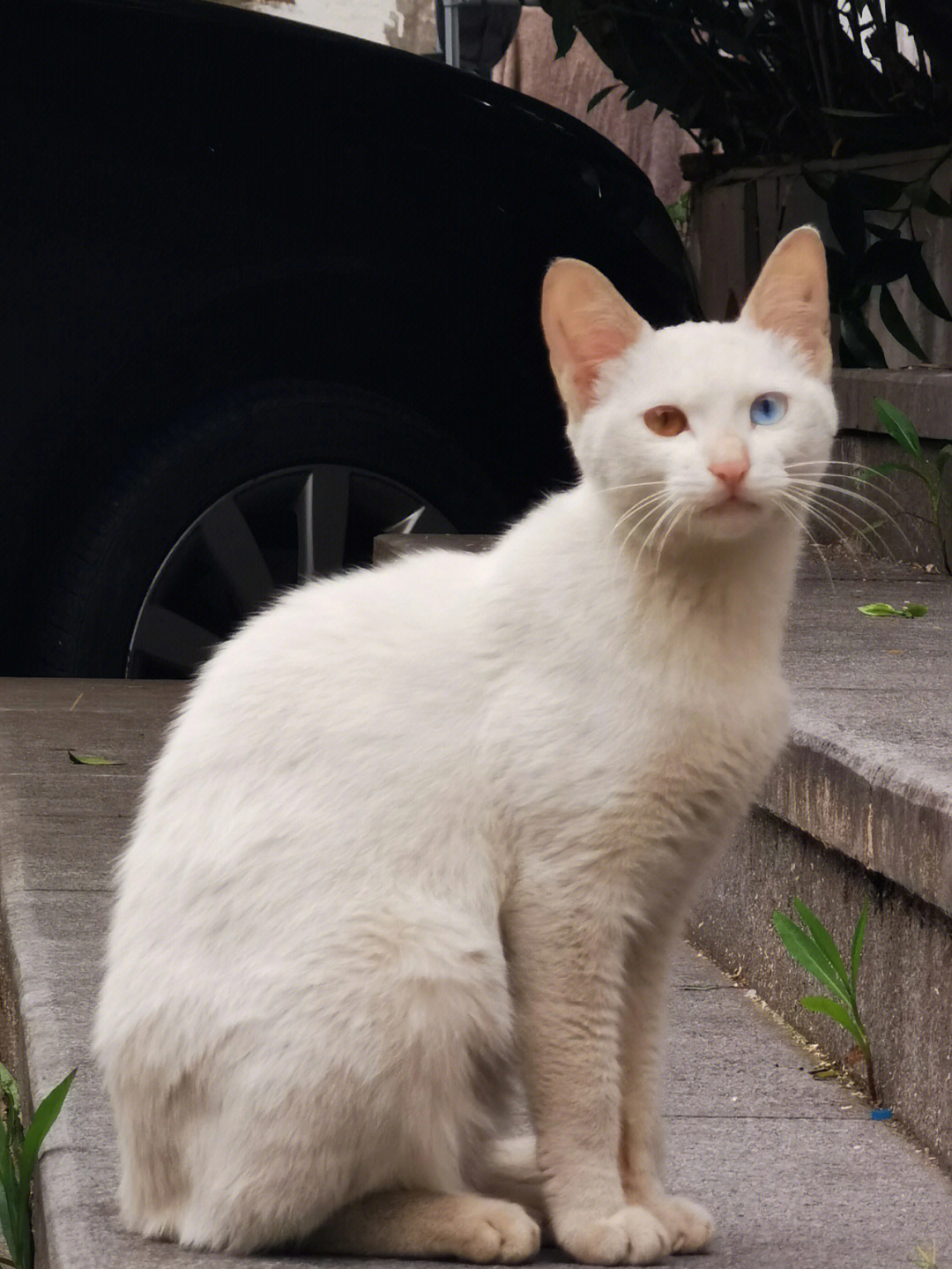 田园猫  