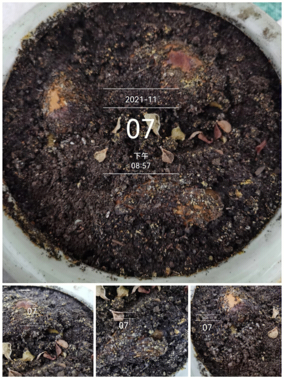 榴莲种子发芽过程图片