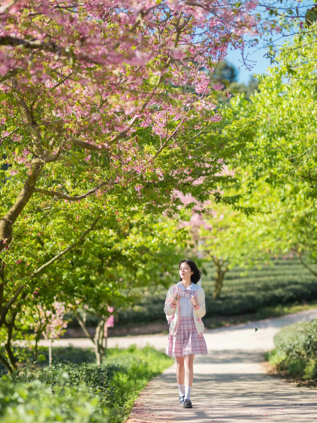 春日限定jk少女浪漫樱花写真