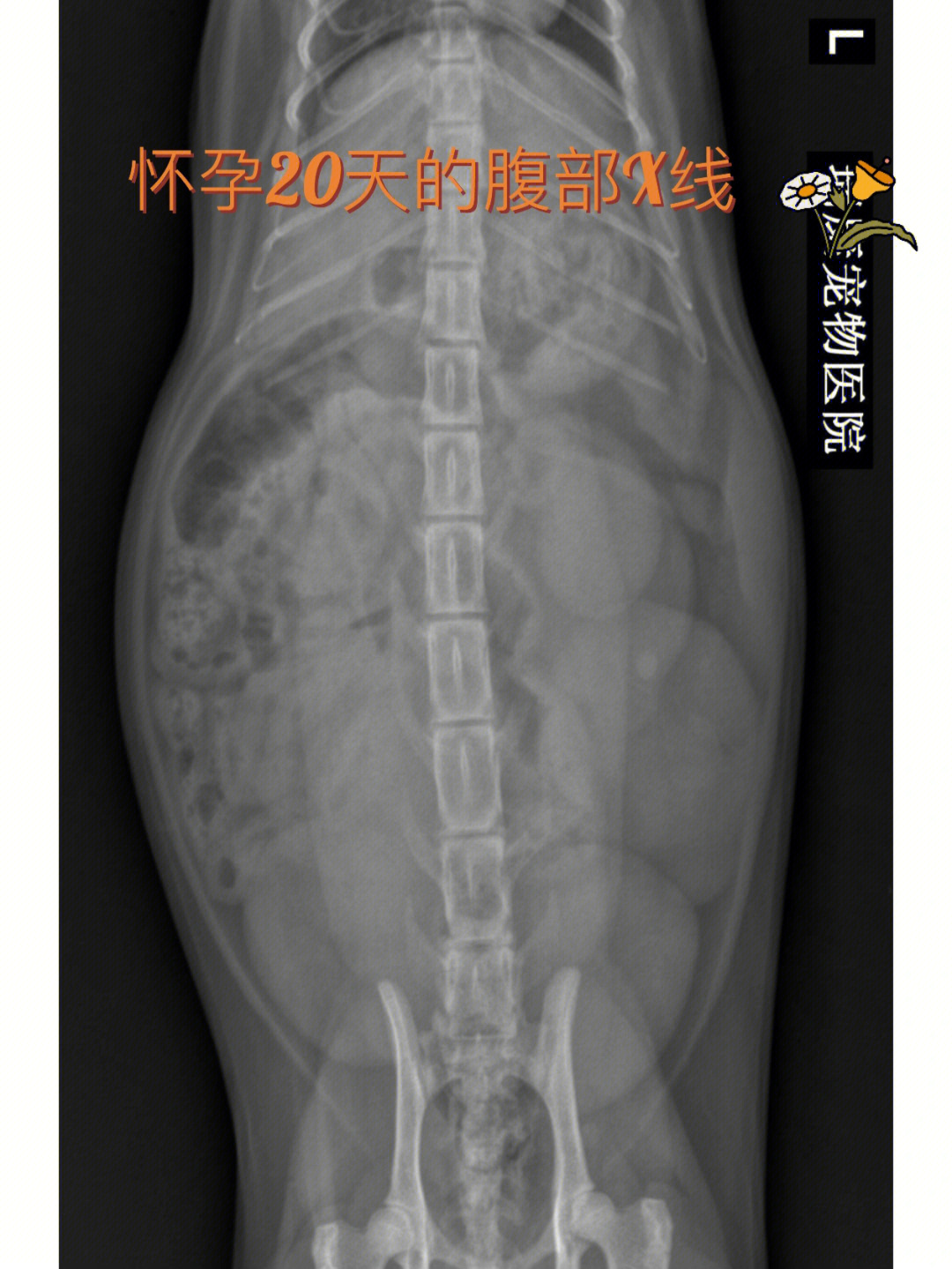 猫咪怀孕图片 肚子图片