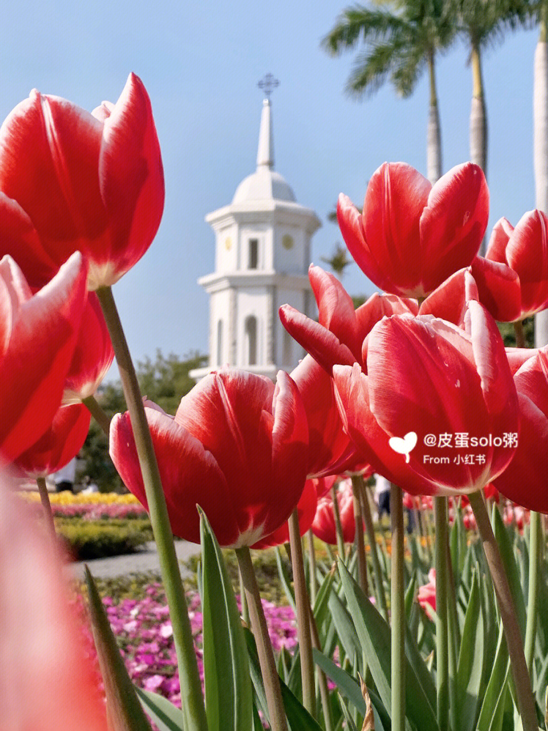 赶上了郁金香花展的最后一天