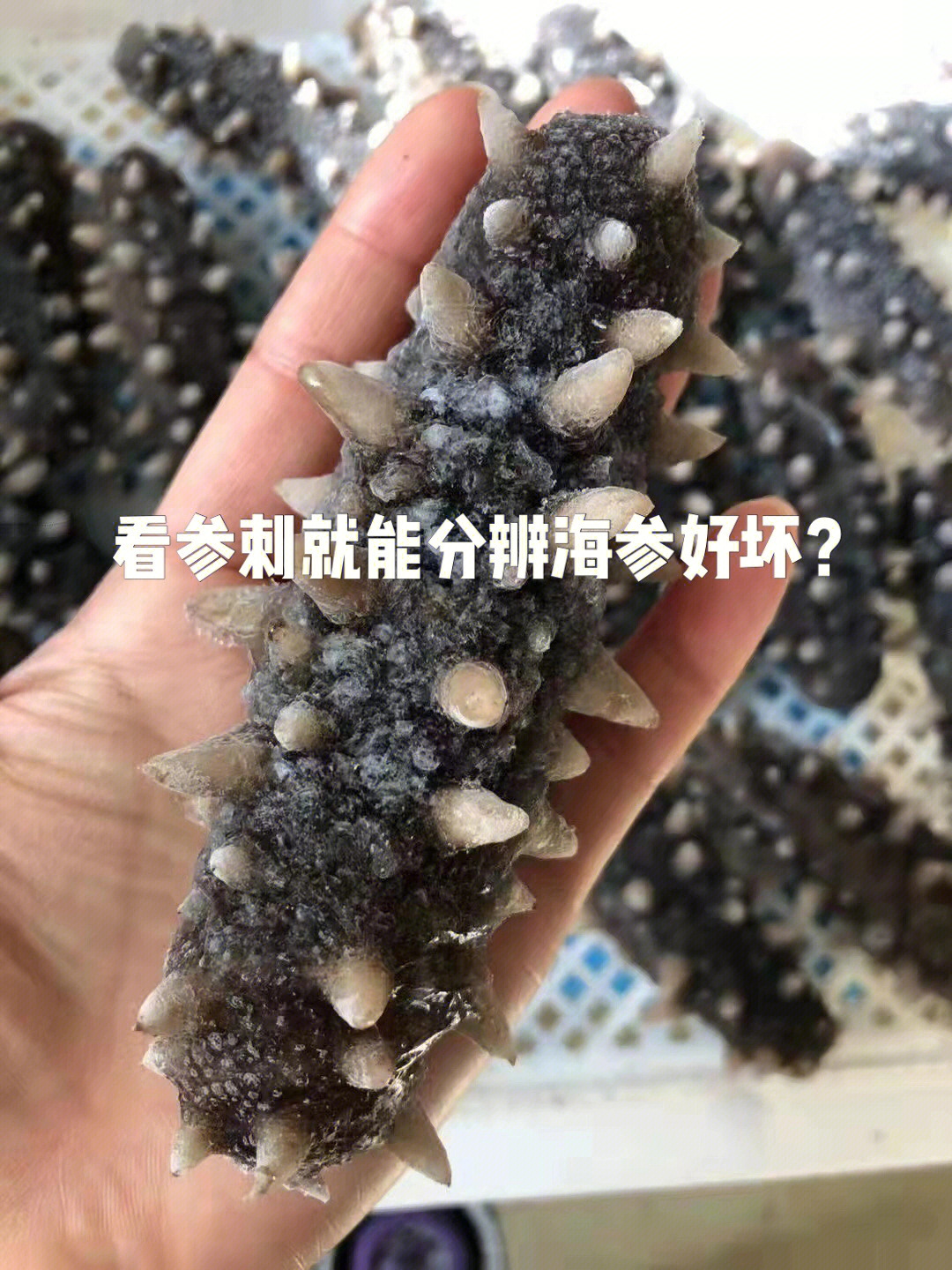 真假海参图片图片