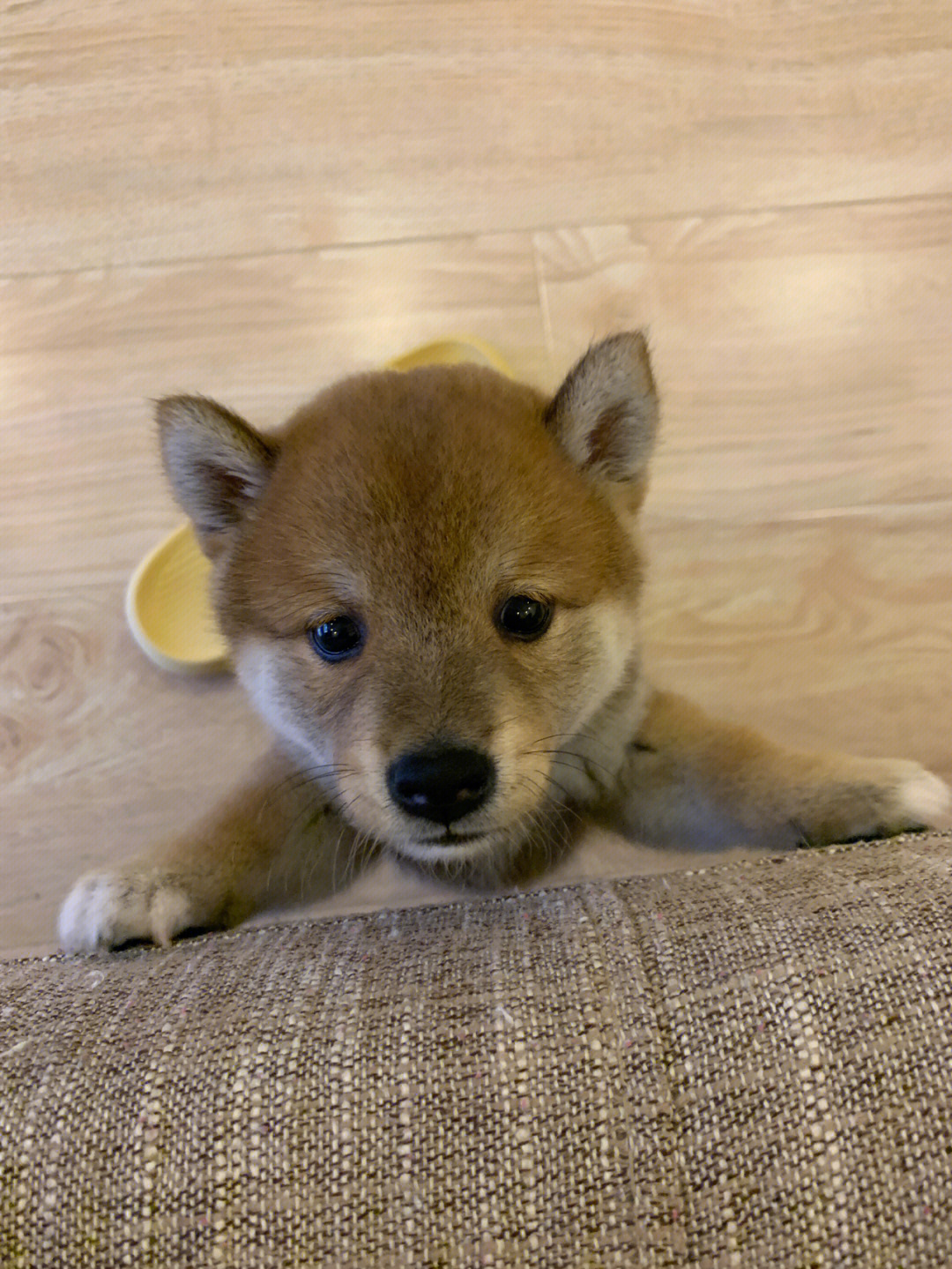 柴犬幼崽能有多可爱呢