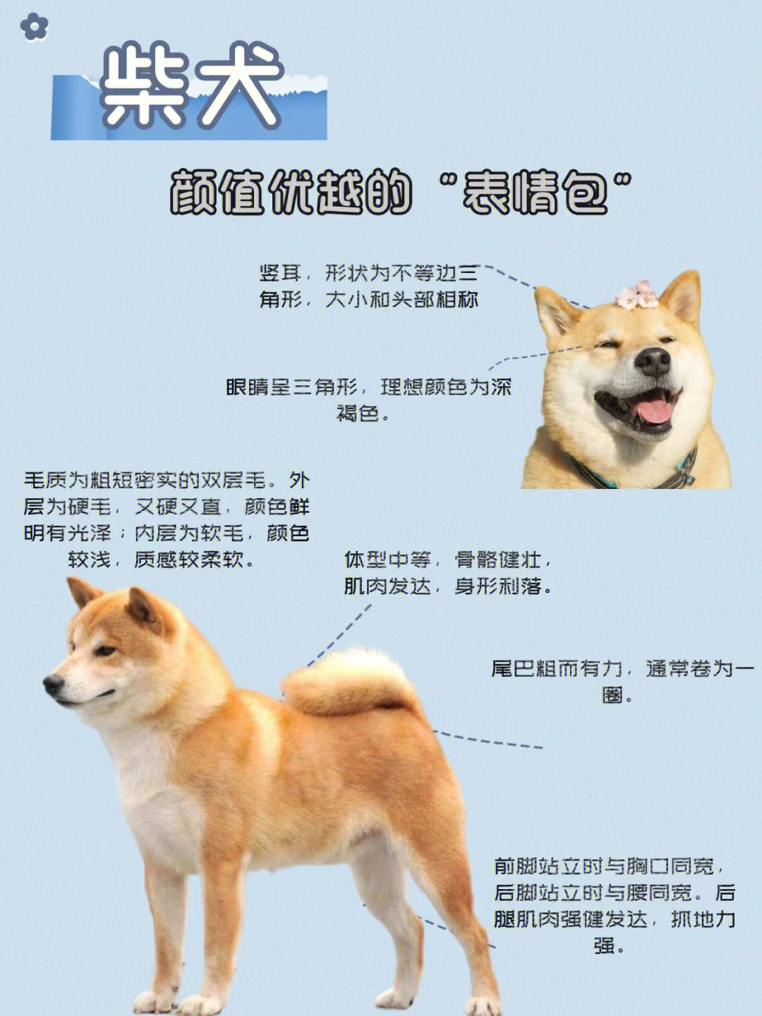 柴犬百科,饲养攻略,新手又爱又恨的狗