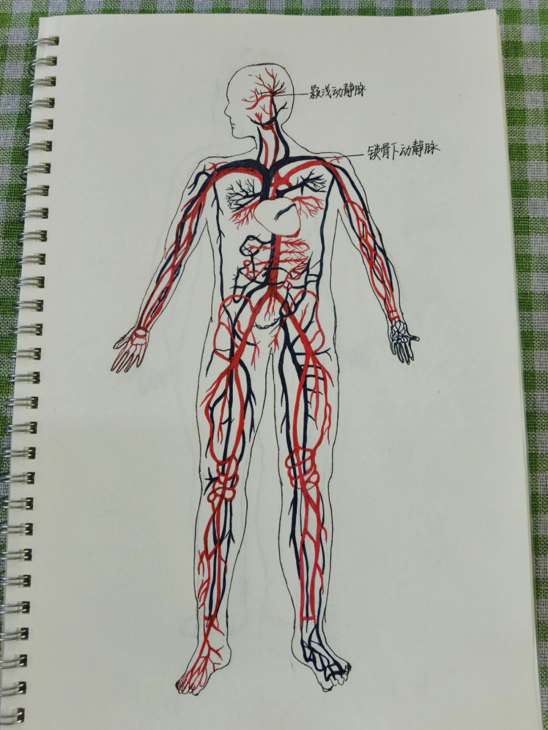 全身血管图手绘图片