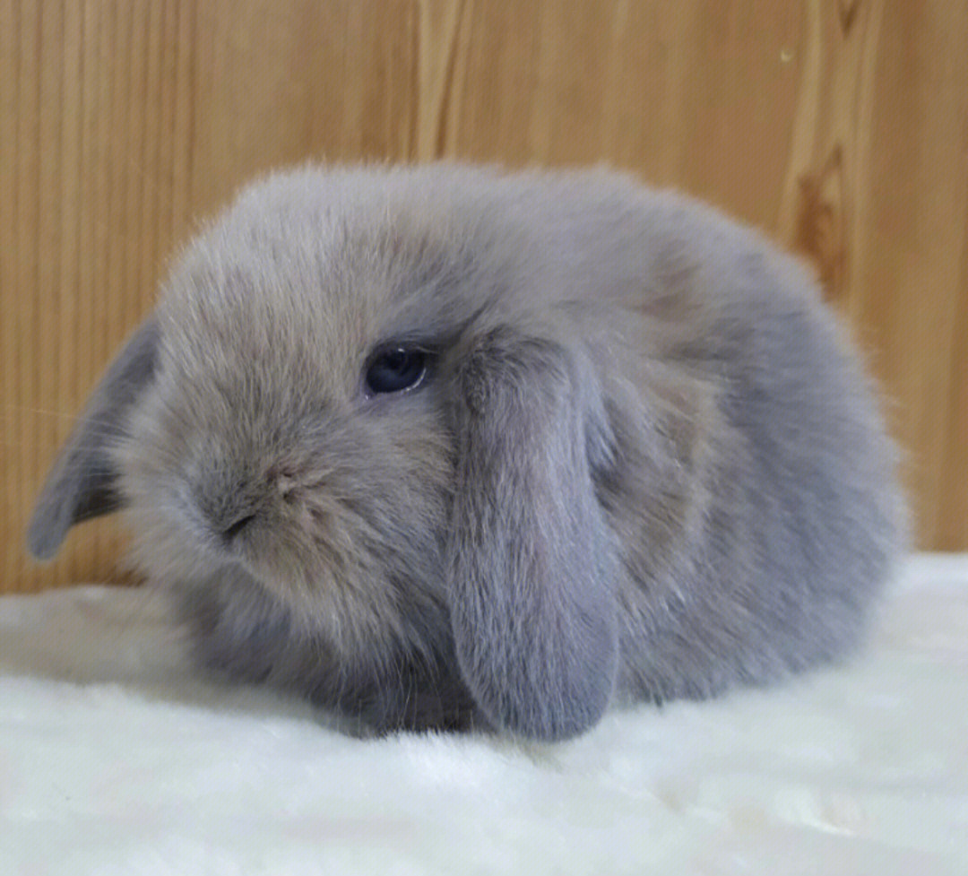 韩国1月第二批垂耳兔宝宝领养了