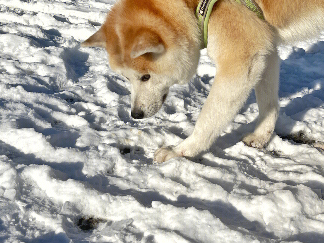 这只北海道的狗狗终于在北京找到了家的感觉#北京大雪