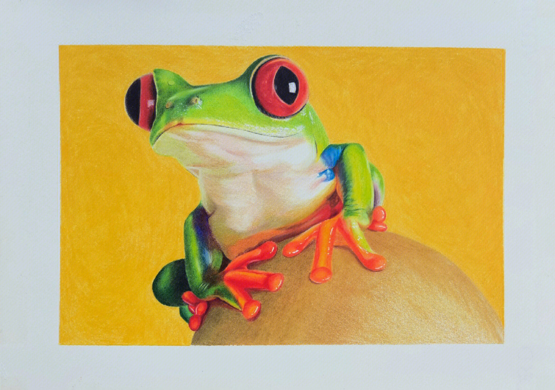 树蛙图片 彩铅图片