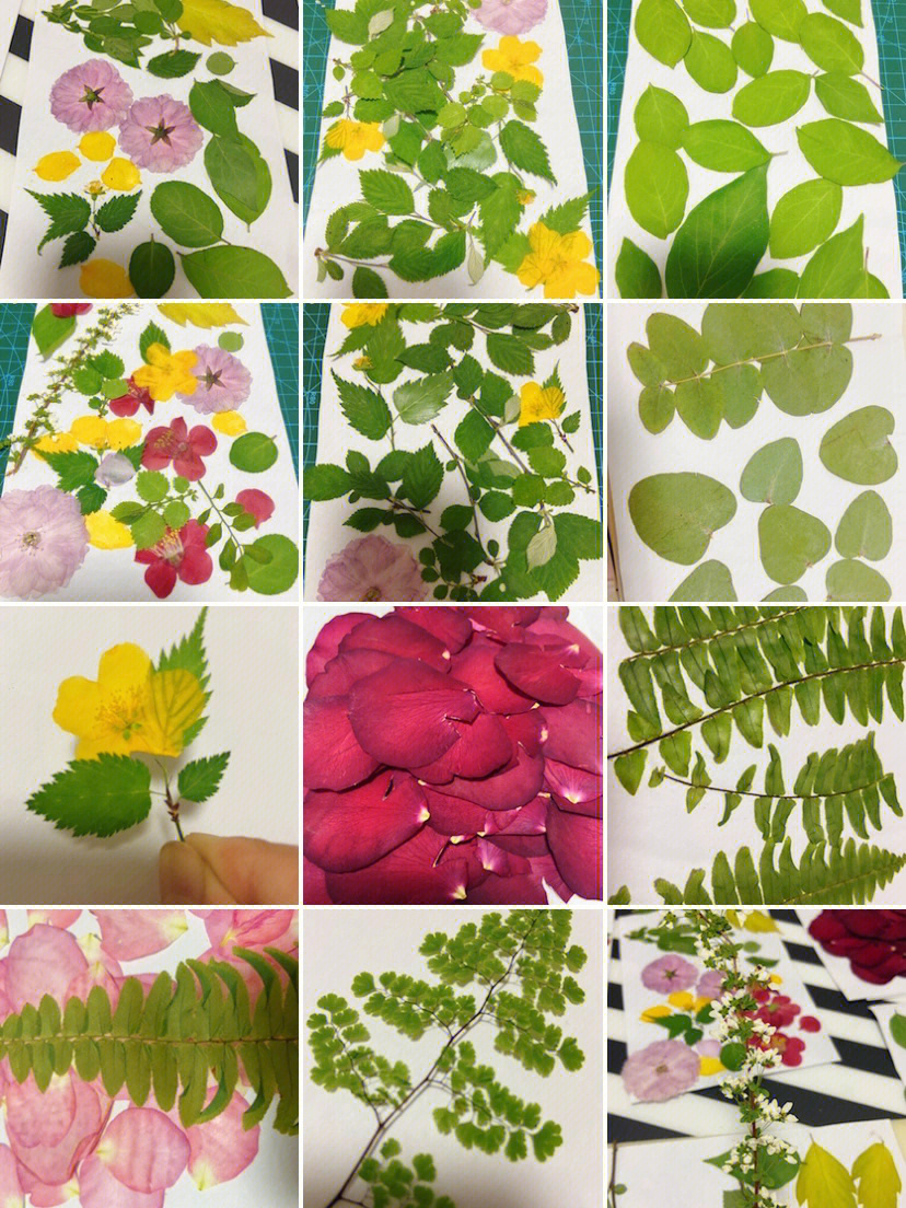 树叶标本制作方法图画图片