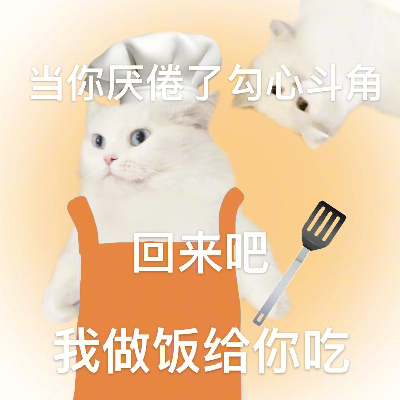 小猫做饭给你吃