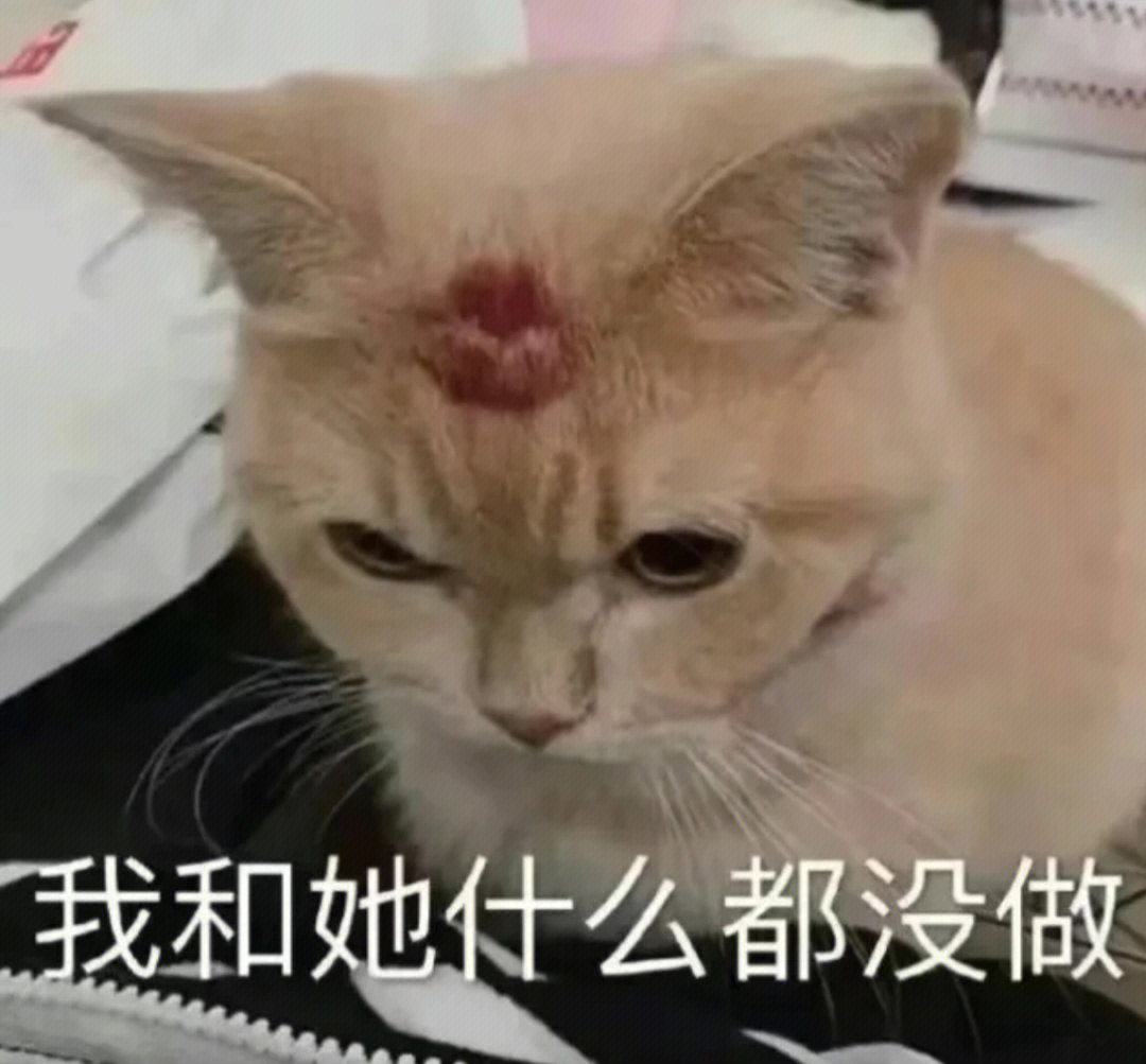 猫的表情包啥意思图片